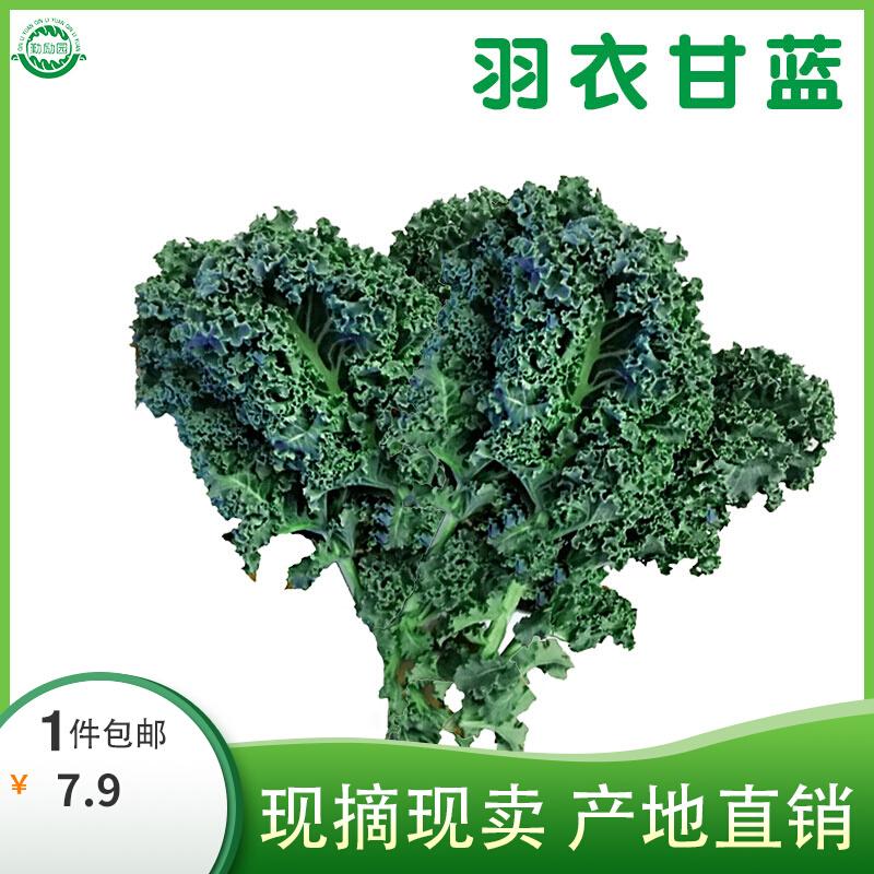 Qinliyuan cải xoăn tươi 1 pound rau cải xoăn thực phẩm lành mạnh salad kiểu phương Tây món ăn phụ nguyên liệu để ép nước