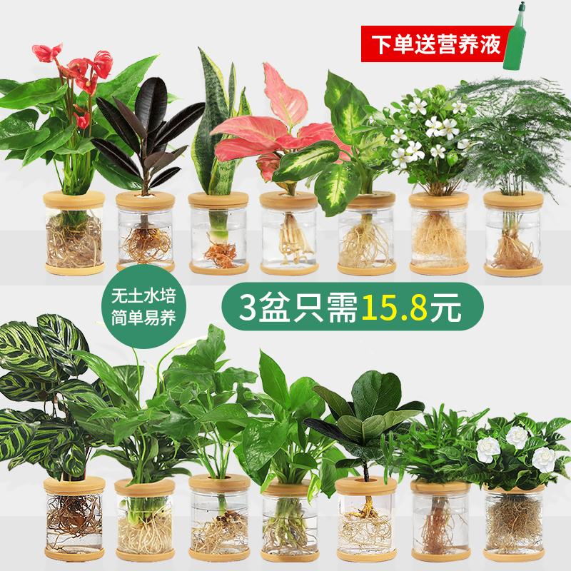 Cây thủy canh trong chậu hoa kudzu cây dành dành vàng Cây xanh nhỏ trong văn phòng, tốt cho tất cả các mùa, cây trồng trong chậu thủy canh mọng nước