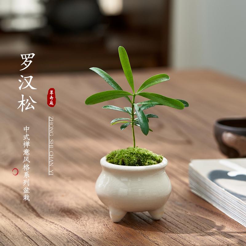 Bình Sữa Podocarpus Đầu Ngón Tay Chậu Nhỏ Thanh Lọc Không Khí Trong Nhà Vật Có Máy Tính Để Bàn Siêu Mini Cây Xanh Văn Phòng Vui Vẻ