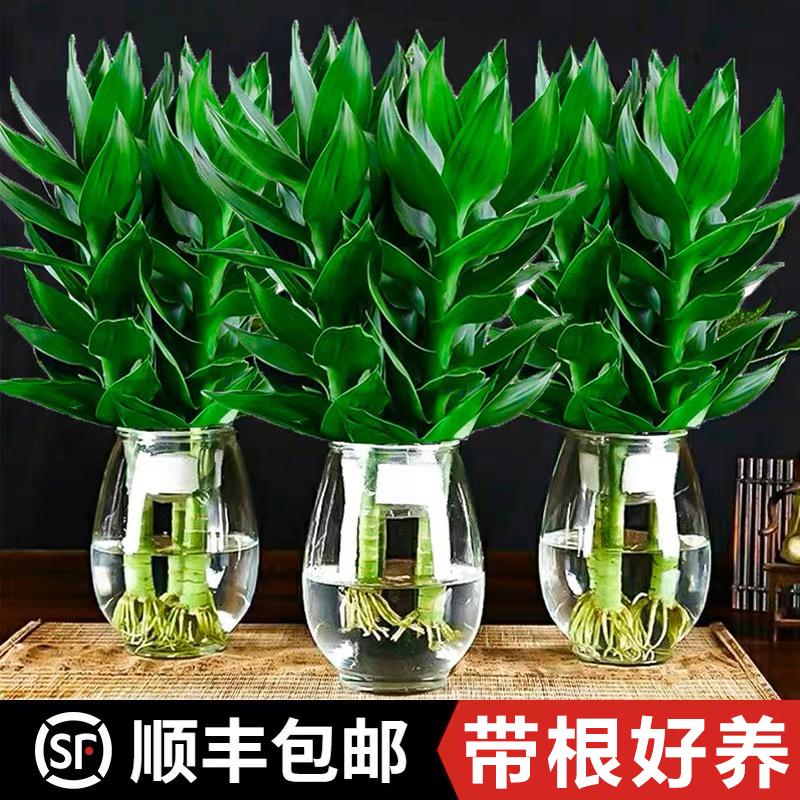 Cây tre Guanyin Cây thủy canh tre may mắn để bàn trong nhà Hoa dễ trồng và cây xanh có rễ Chuyển tre Cây Pueraria vàng trong chậu