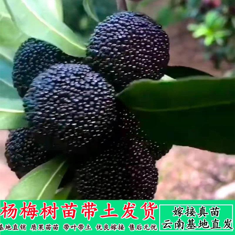 Cây giống bayberry đích thực được ghép vào cây giống mận than đen Dongkui Yang trồng trong chậu phía Nam trồng cây ăn quả cực lớn ra quả trong cùng một năm