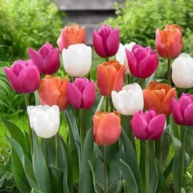 7 củ tulip, chậu hoa thủy canh cây hai cánh, trong nhà và ngoài trời ra hoa bốn mùa hạt giống hoa trồng trong đất dễ sống