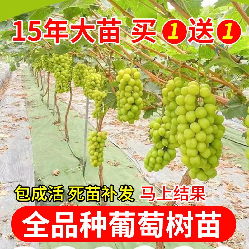 Kyoho Grapevine Sunshine Rosehip Sapling Trồng trong chậu ở phía Bắc và phía Nam Bốn mùa Trồng trên mặt đất Leo sân Chống lạnh