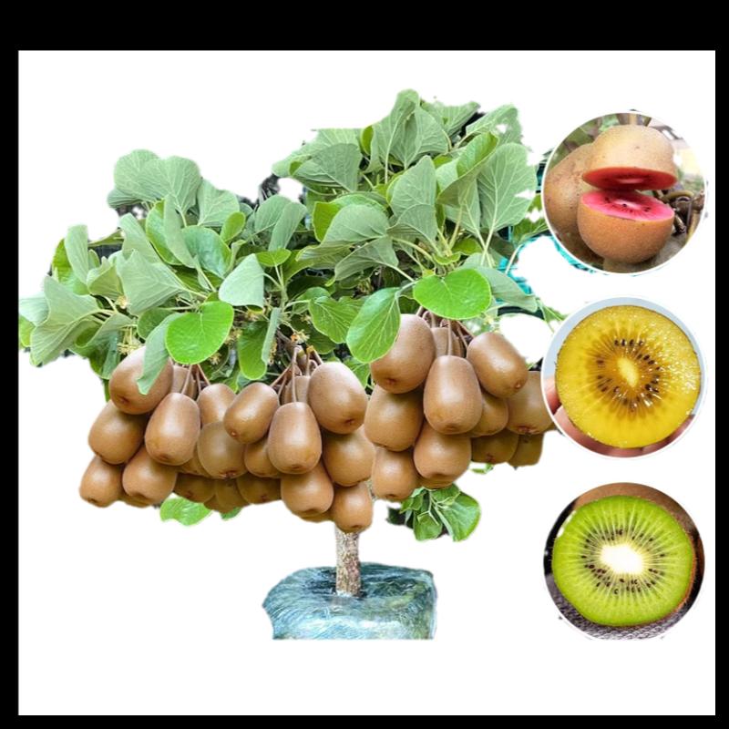 Cây giống kiwi ghép, trái tim đỏ Xuxiang cây giống kiwi mềm trồng trong lòng đất, cây giống cây ăn quả trồng ở phía bắc và phía nam trong cùng một năm