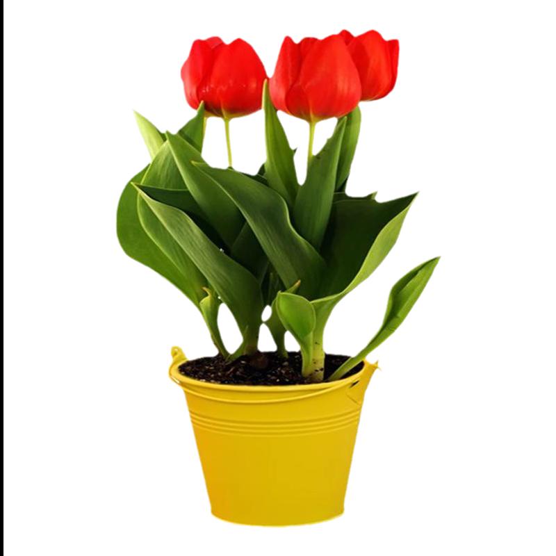 5 củ tulip lớn nhập khẩu từ Hà Lan, bóng 5 độ, trồng đất 5 độ 2 cánh hoa chậu trồng hạt giống, thủy canh có nụ