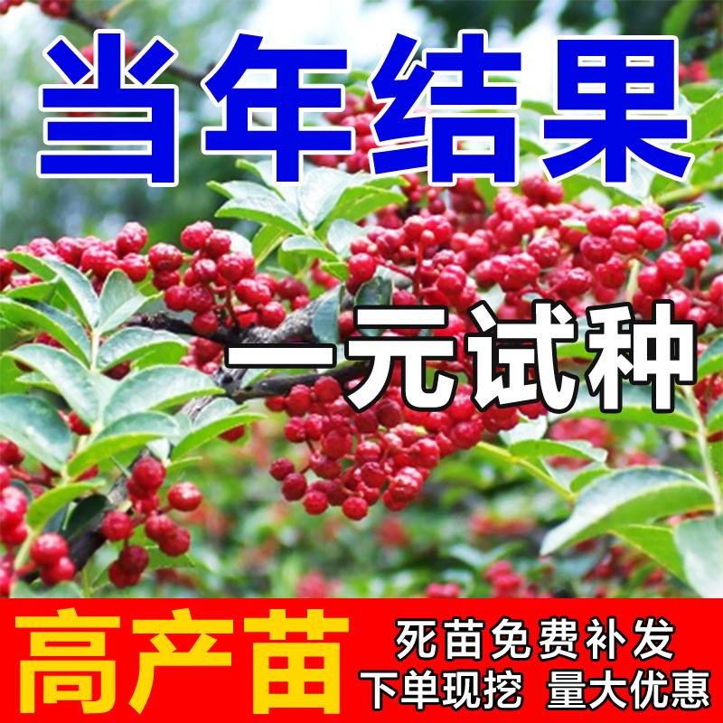 Cây giống Zanthoxylum bungeanum đích thực Tiêu mây Tứ Xuyên Hanyuan xanh Zanthoxylum bungeanum xanh không gai màu đỏ Cây giống tiêu Zanthoxylum bungeanum