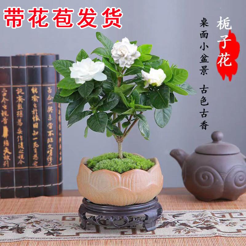 Cây trồng trong chậu bốn mùa Gardenia trong nhà dễ trồng để bàn văn phòng có nụ cây cảnh ra hoa cây thủy canh nhỏ màu xanh lá cây