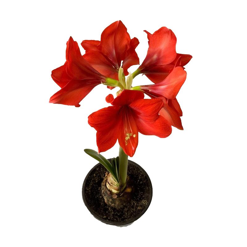 Cây trồng trong chậu củ lớn hai cánh hoa Amaryllis nhập khẩu có nụ hoa Alfred Daphne tinh tế Cây xanh trong nhà