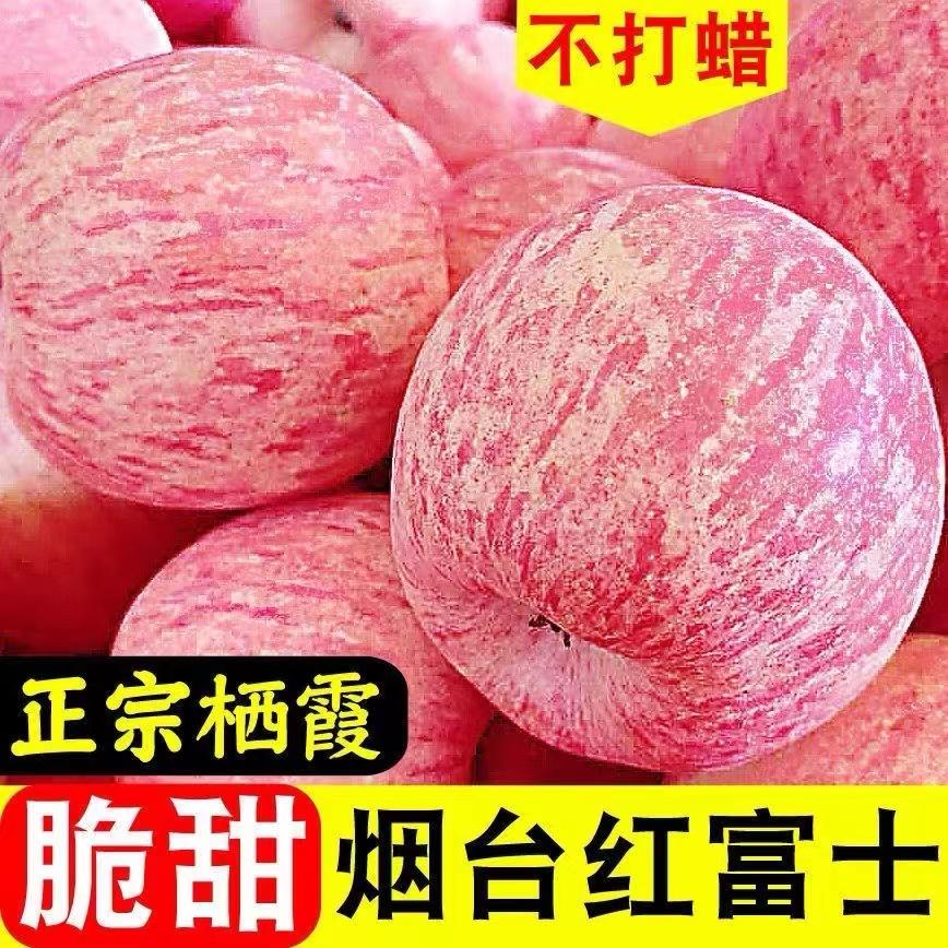 [Danxue Fuji] Yên Đài Qixia Red Fuji Apple Giòn Trái cây tươi ngọt nguyên hộp trực tiếp từ nguồn gốc