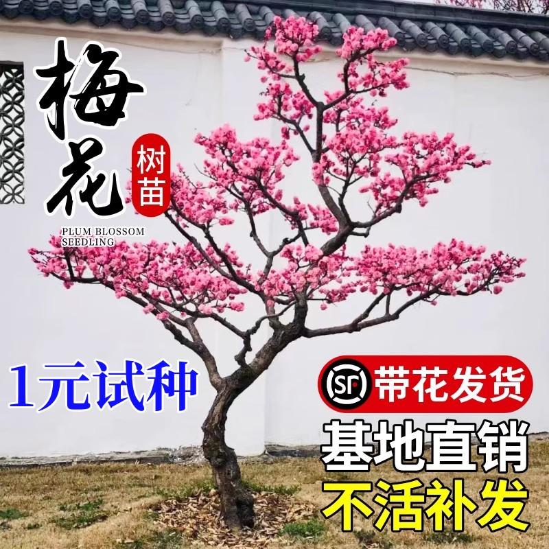 Guli cây mận đỏ cây mận xanh wintersweet cây mận xanh chịu lạnh cây hoa thơm sân trong chậu cảnh quan cây cối