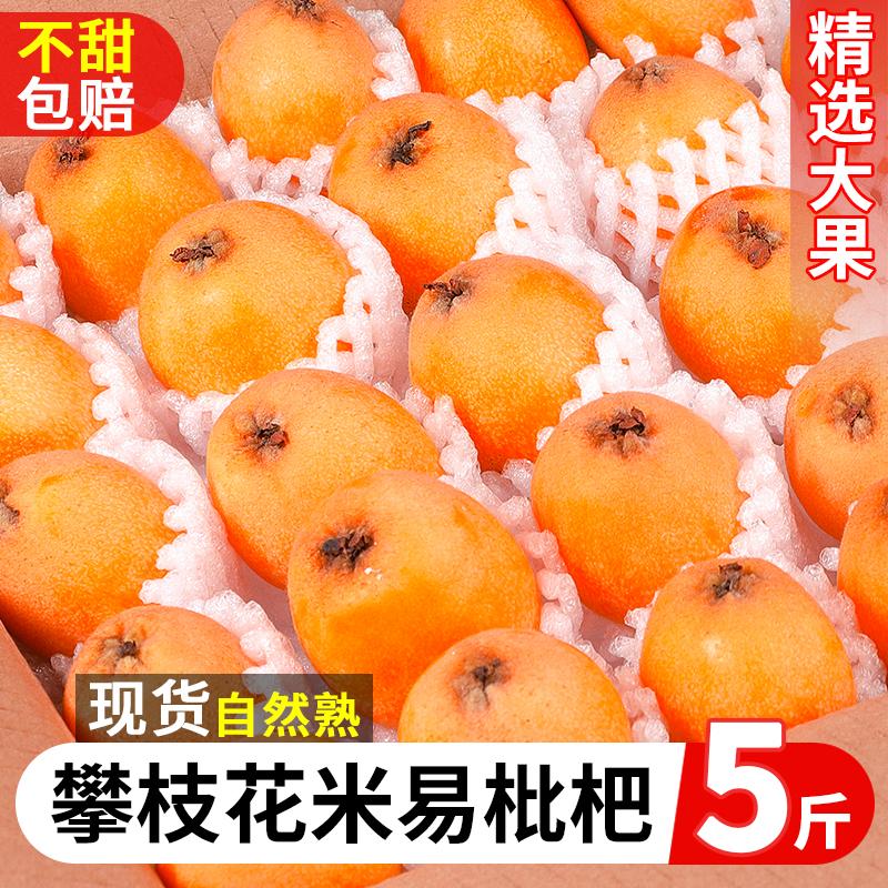 Panzhihua Miyi loquat 5 pound trái cây tươi theo mùa mới hái lớn trái cây Pipa ngọt năm sao nguyên hộp lô 3 quả