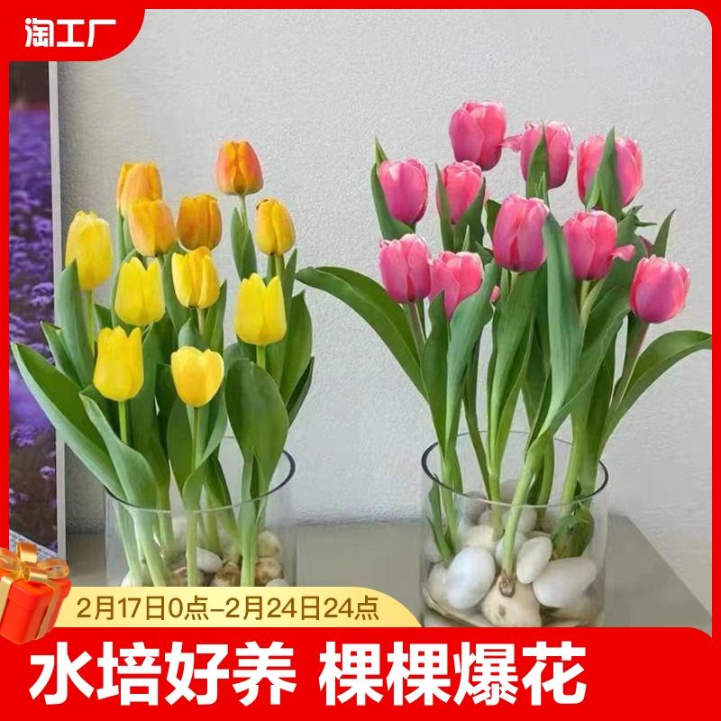 Củ tulip nhập khẩu, cây trồng trong chậu thủy canh, hoa loa kèn trong nhà, hoa thủy tiên sống, nở dưới đất vào tất cả các mùa