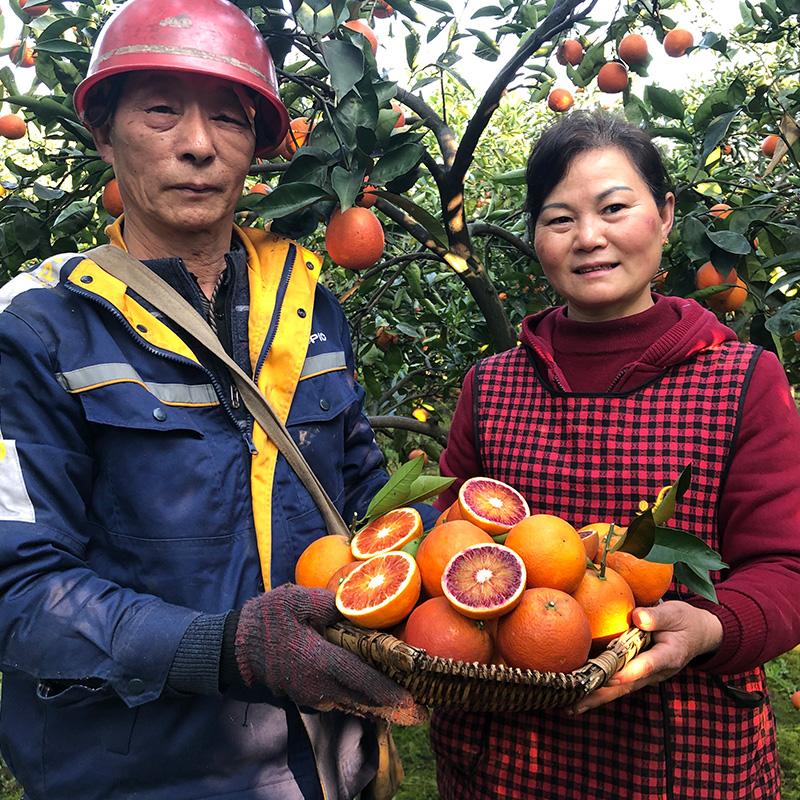 Trùng Khánh Changshou Huliang vườn cây ăn quả của chính nông dân, cam máu rốn, trái cây tươi theo mùa, bà bầu đang hái ngay