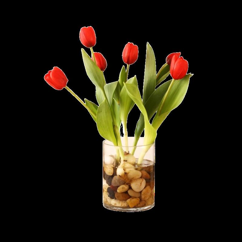 Hạt giống hoa tulip bóng 5 độ nhập khẩu từ Hà Lan, trồng đất thủy canh, ra hoa bốn mùa chịu lạnh ban công trồng chậu hạt giống hoa