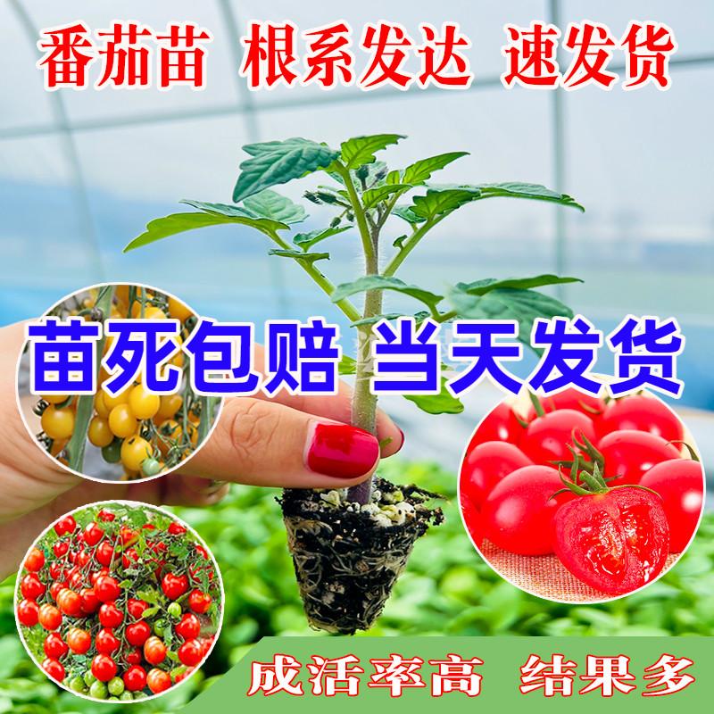 Cây giống cà chua, cây giống cà chua bi, cây giống rau cà chua, cây trồng trong chậu lùn, miền nam trồng cây giống cà chua nhỏ mùa xuân