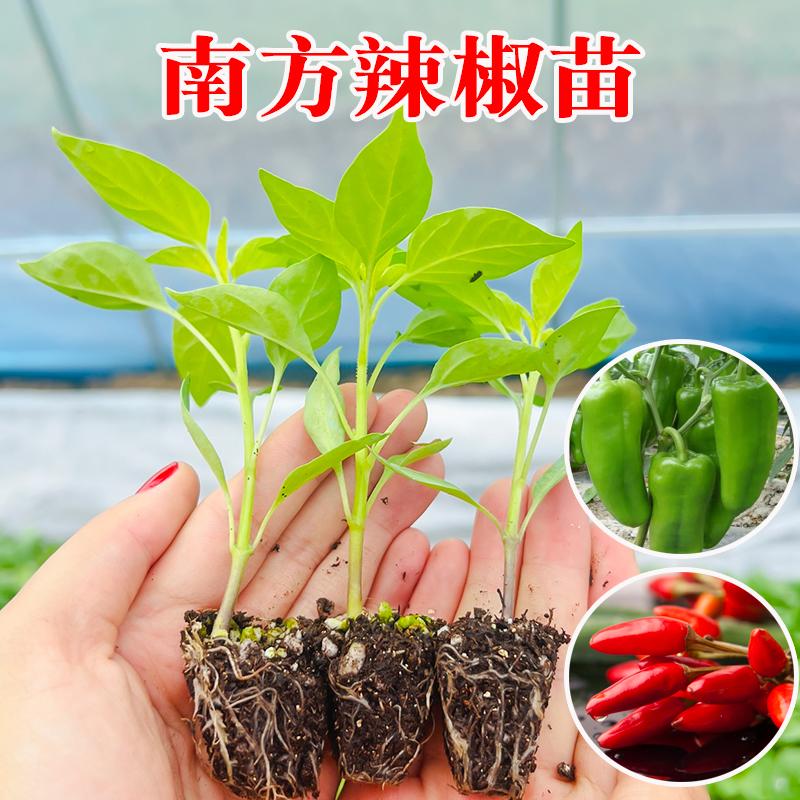 Cây giống tiêu, cây giống tiêu xanh, cây giống ớt đỏ, cây giống rau, chậu cà chua bốn mùa, cà tím, cây giống dưa chuột