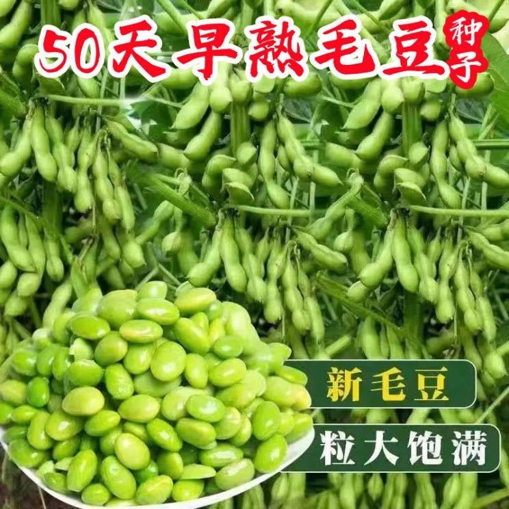 Hạt edamame xanh ăn được, hạt edamame vỏ lớn chín sớm, đậu nành xanh bốn mùa năng suất cao, hạt giống rau đậu nành mùa xuân