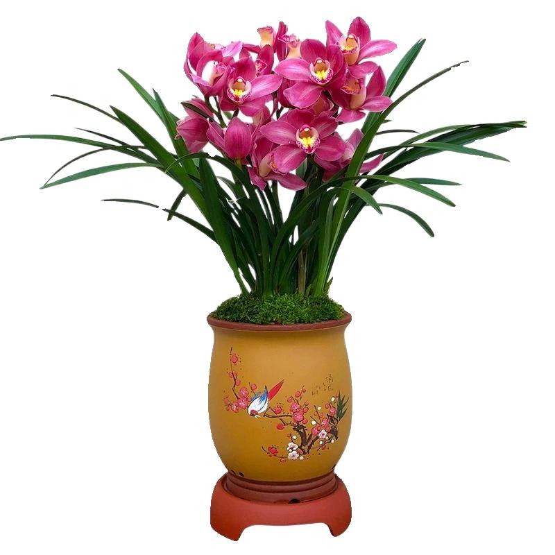 Cây giống lan bốn mùa trong chậu Clivia Phalaenopsis có nụ trong nhà và ngoài trời Cây xanh chống lạnh phòng khách Hoa màu xanh Tương Phi