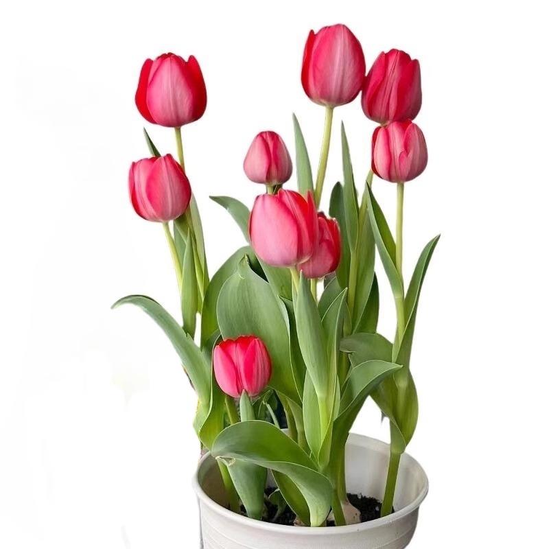 Nhập khẩu 5 củ tulip lớn trồng và ra hoa bốn mùa trên ban công, đất chịu rét, thủy canh, chậu lục bình