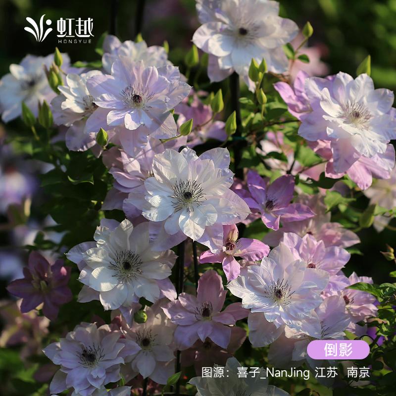 Hongyue Clematis Cây con Utopia Đồng xu bạc Chuông phản chiếu dòng sông Xanh ngọc bích Ánh sáng xanh F Series Cây leo trong chậu chịu lạnh