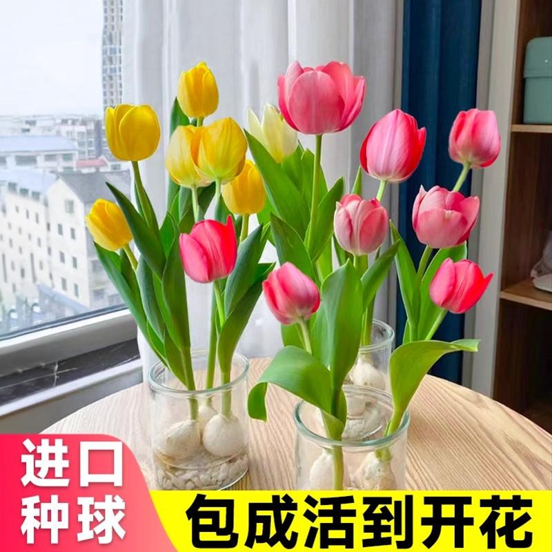 Củ tulip nhập khẩu, cây trồng trong chậu thủy canh, hạt giống hoa huệ trong nhà nở quanh năm và rất tốt cho hoa thủy tiên ăn