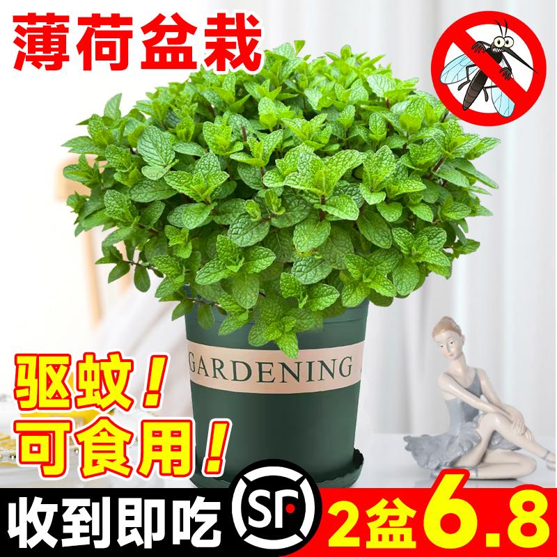 Bạc hà trồng trong chậu thủy canh chanh catnip trong nhà đuổi muỗi hút máy lọc không khí thanh lọc hoa cây hương thảo