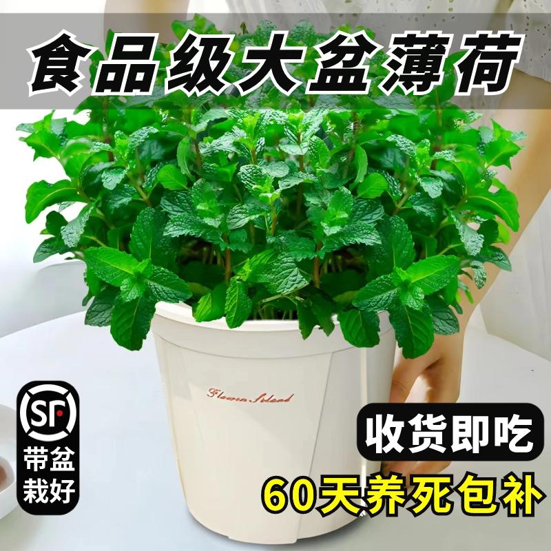 Nồi bạc hà lớn trong chậu ăn được trong nhà để bàn cây xanh lớn cây con chống thấm lá catnip hương thảo bốn mùa thảo mộc