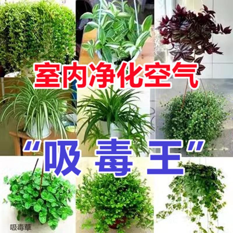 Cây diệp lục trong nhà, cây thủy canh, dễ trồng trong nhà, sơn dầu kudzu vàng, treo đám cưới, cây xanh bốn mùa hấp thụ formaldehyde