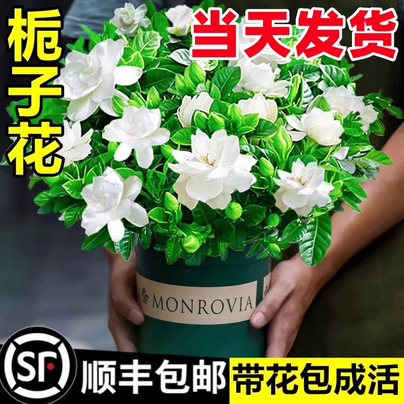 Cây hoa trồng trong chậu Gardenia, cây xanh thủy canh trong nhà, tốt cho tất cả các mùa, hoa nhài, hoa trà, lan hồ điệp