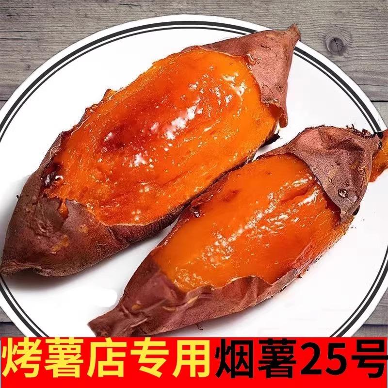 Shandong Yanshu Số 25 Khoai lang cát